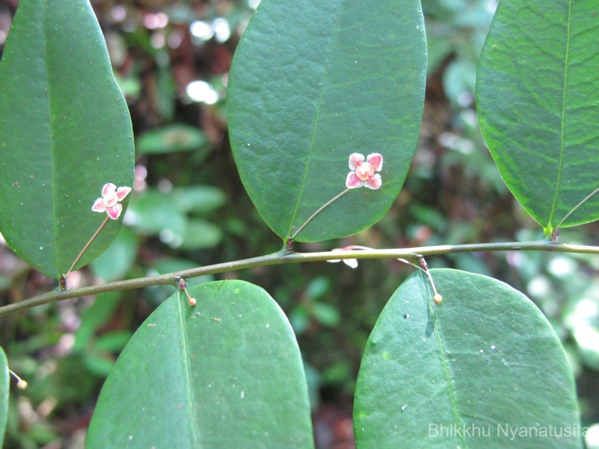 Phyllanthus baillonianus Müll.Arg.